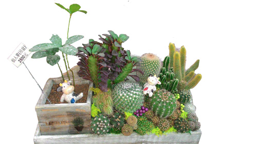 組合盆栽