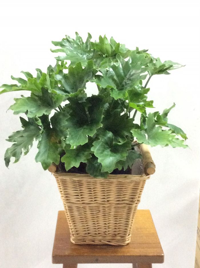 鹽水盆栽批發零售