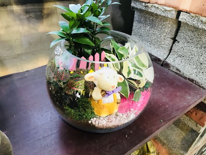 室內小盆栽17(001)