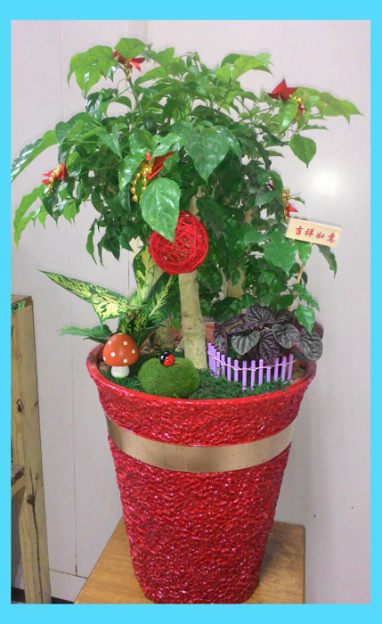 送禮盆栽