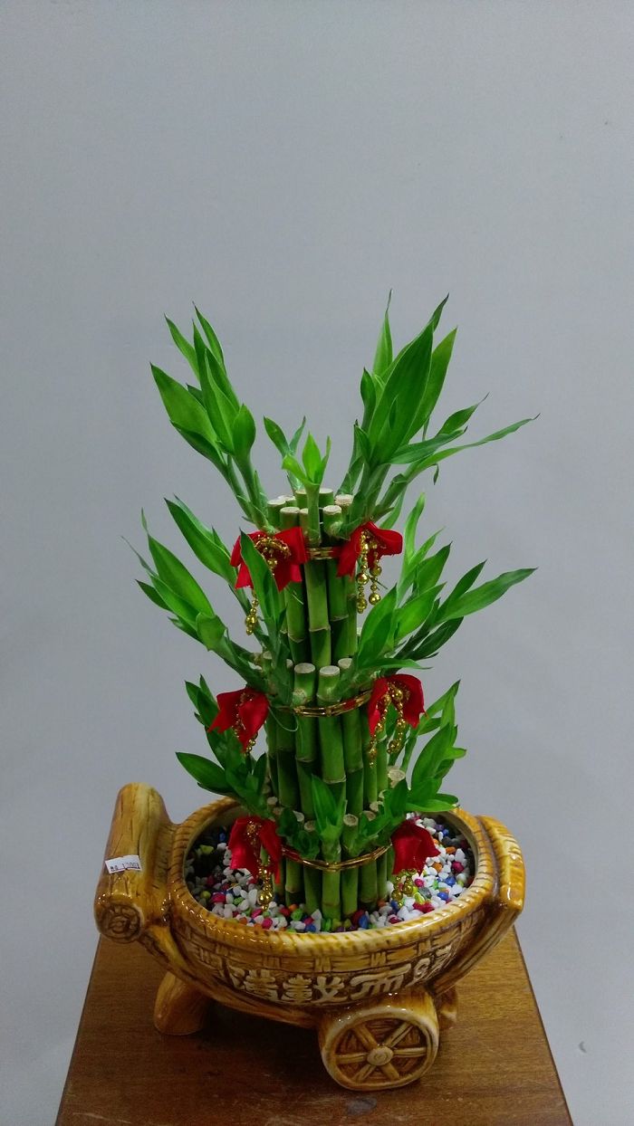 幸運竹盆栽01