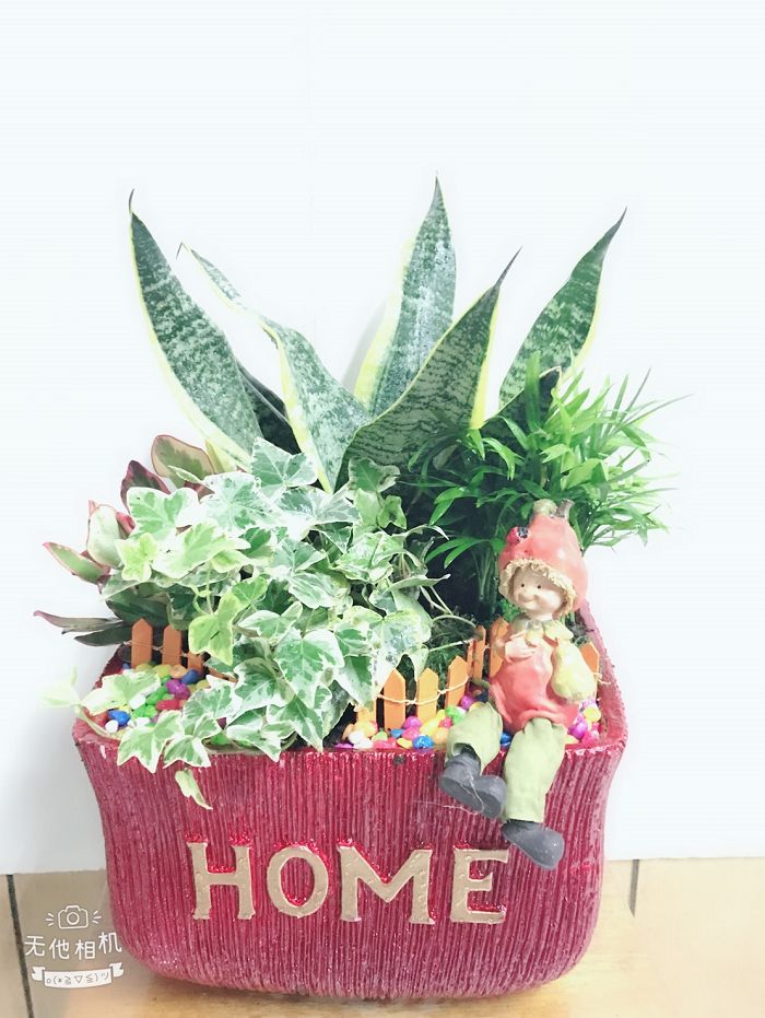 室內小盆栽02(001)