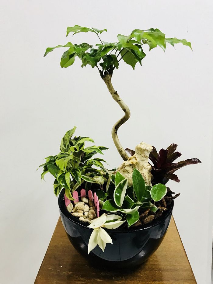 室內小盆栽13(001)