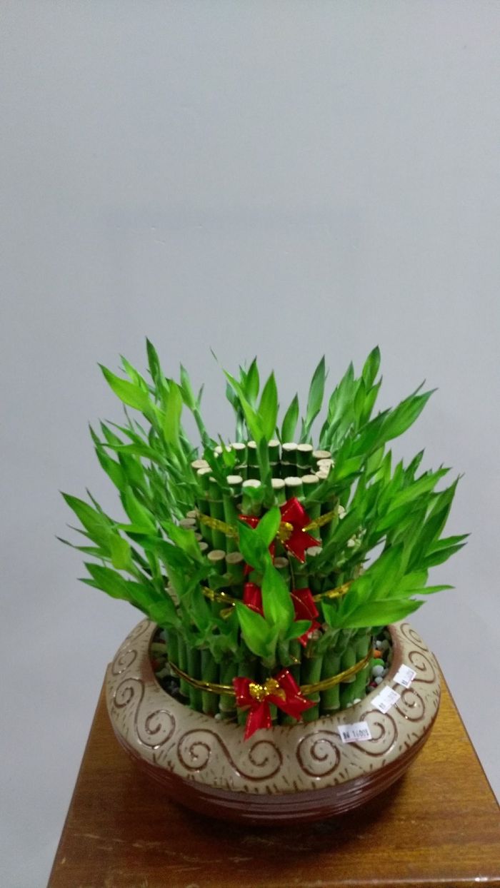 下營盆栽批發零售