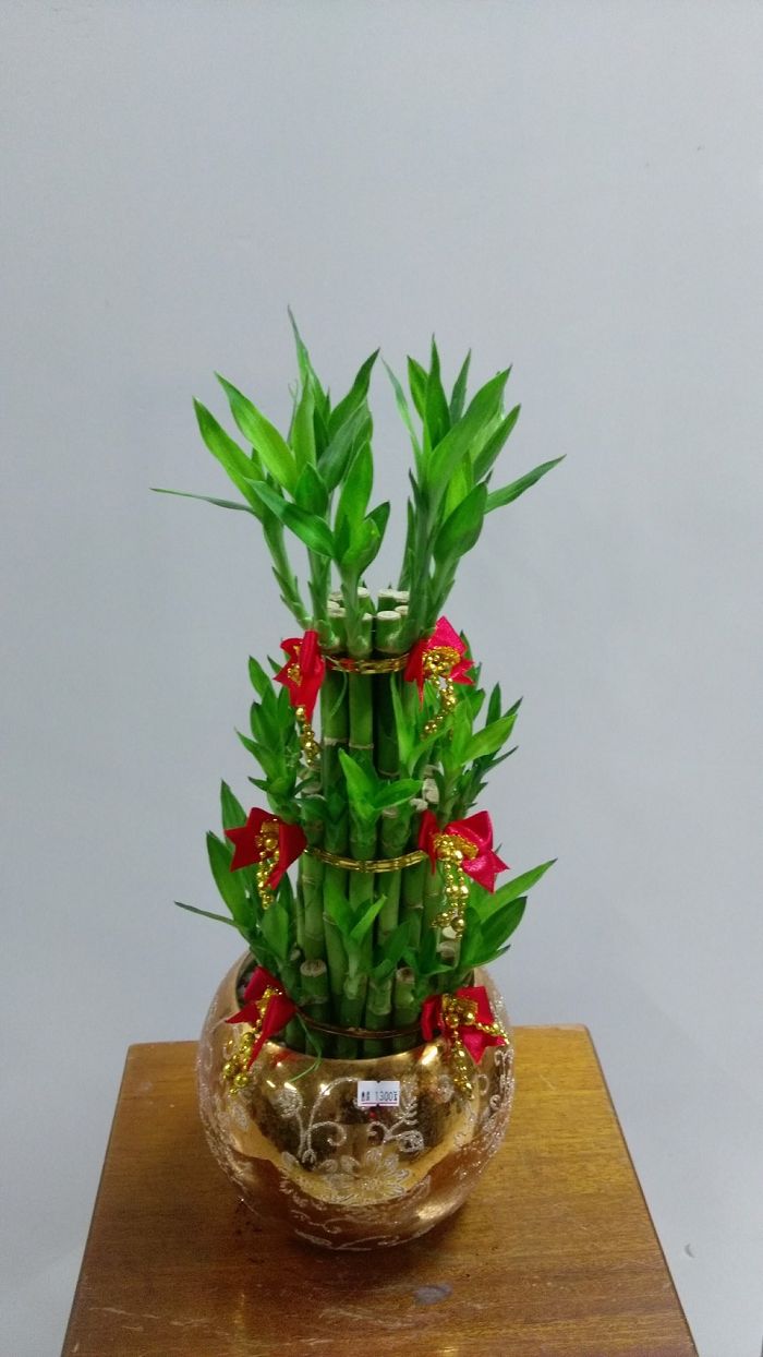 幸運竹盆栽02