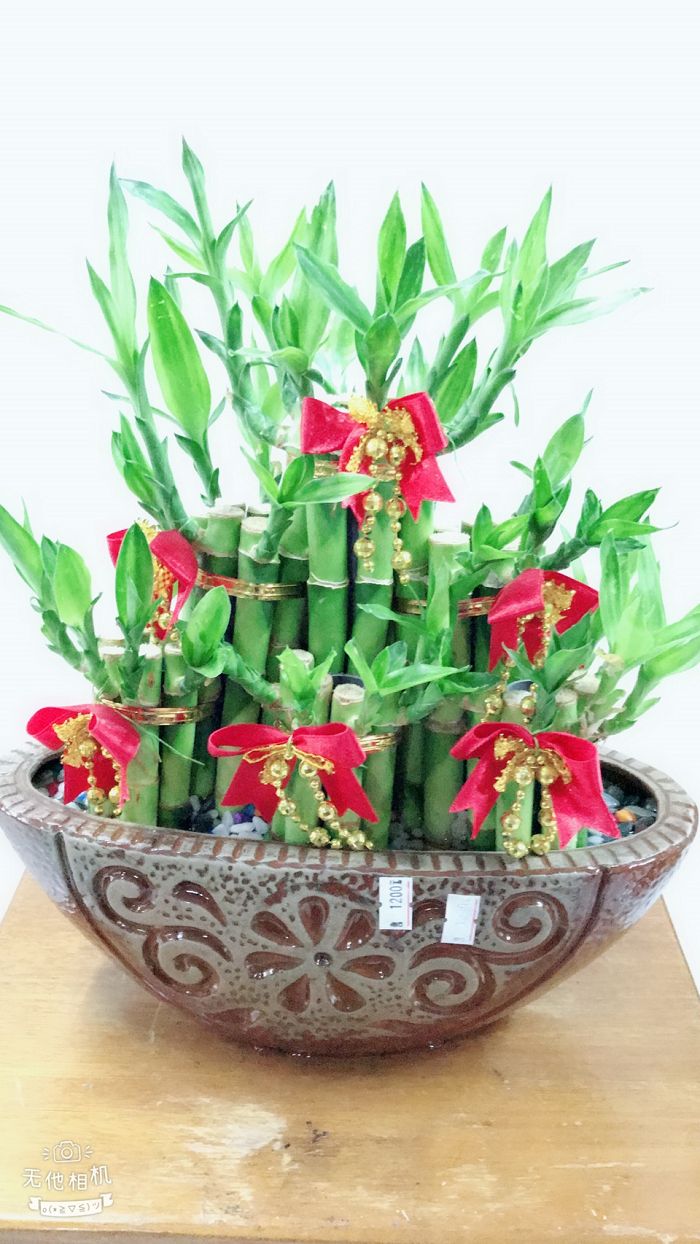 室內小盆栽07(001)