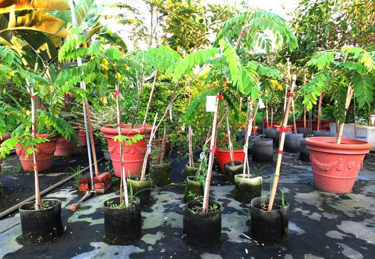 南洋櫻(花奇木)