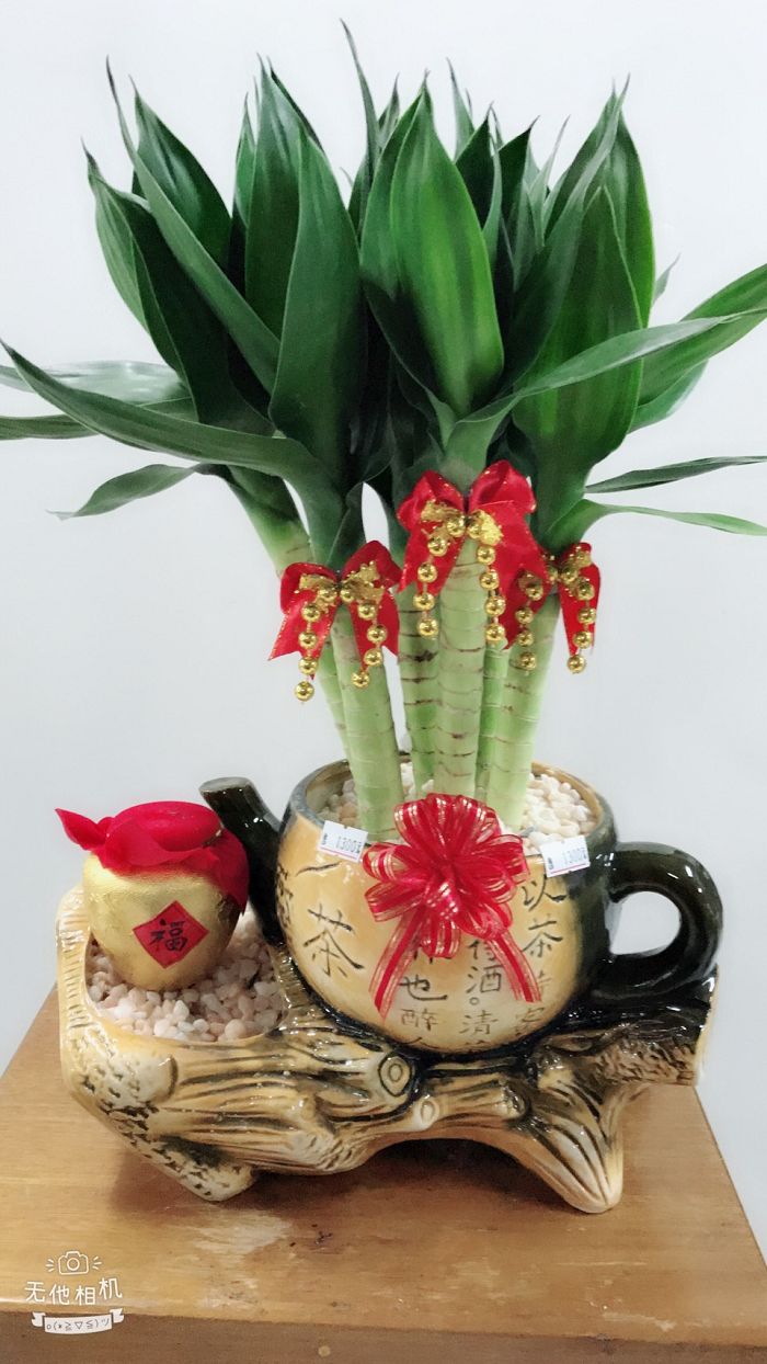 室內小盆栽06(001)