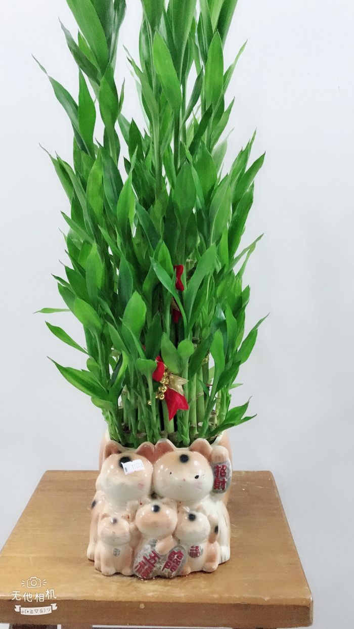 室內小盆栽05(001)