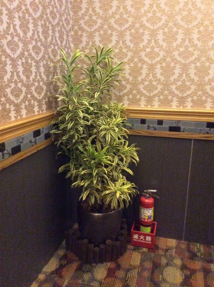 室內盆栽10