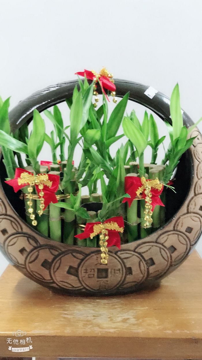 室內小盆栽08(001)