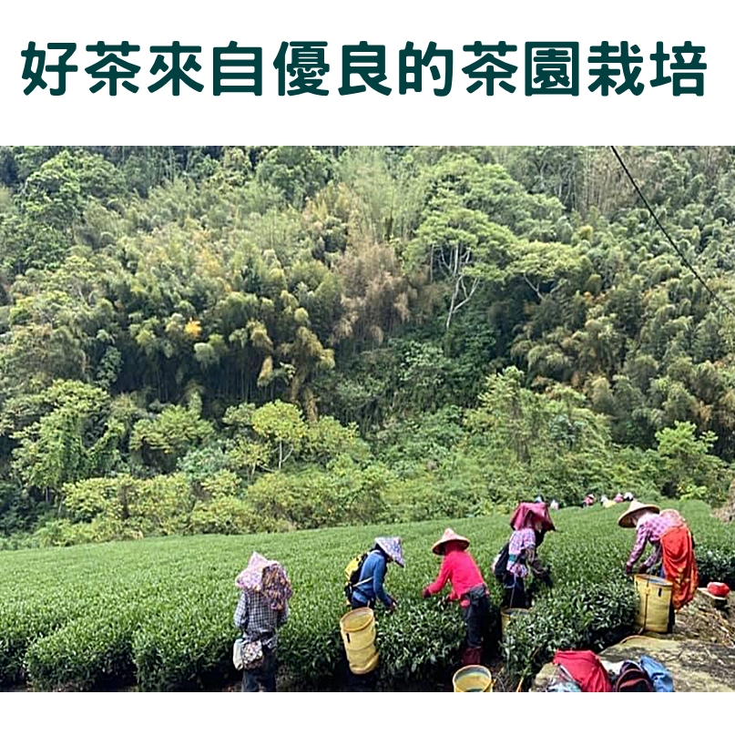 茶園栽培