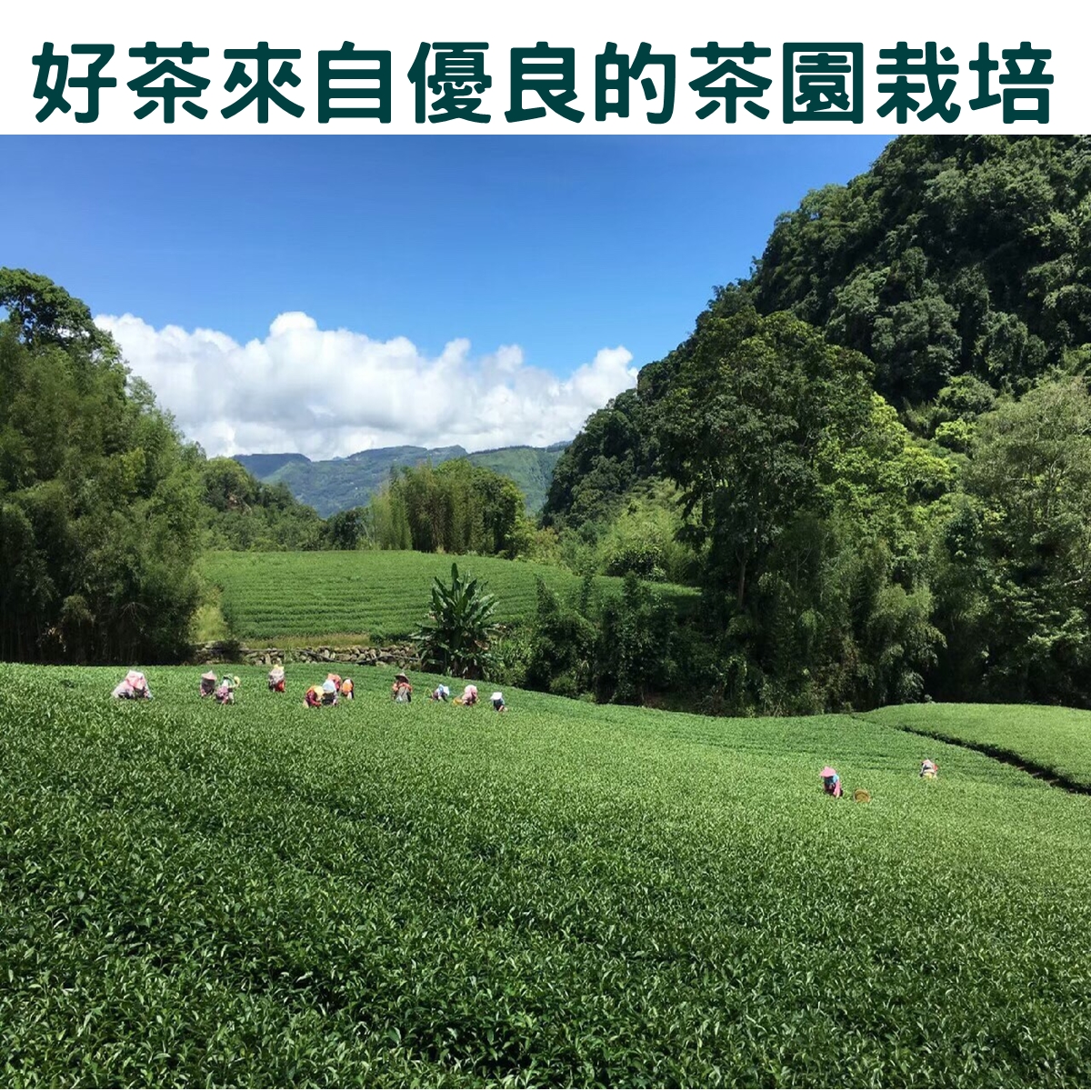 現代茶業優惠茶園