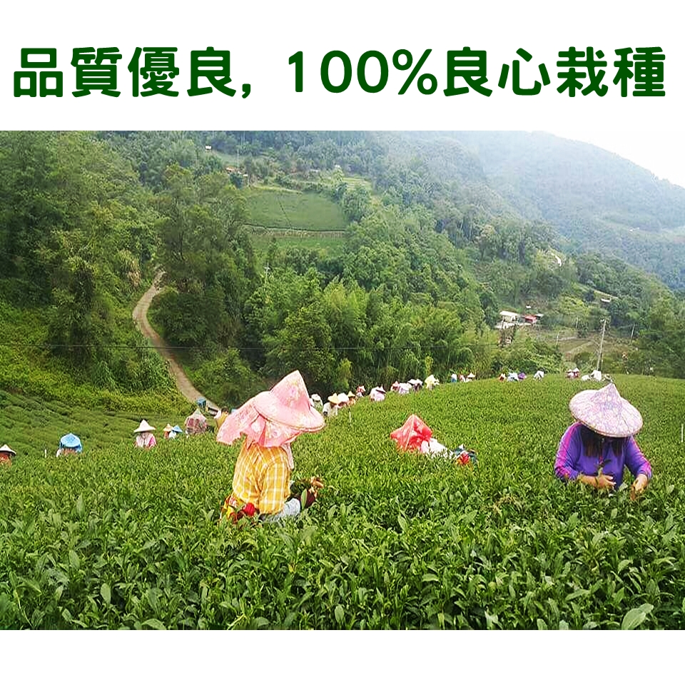 現代茶業茶園