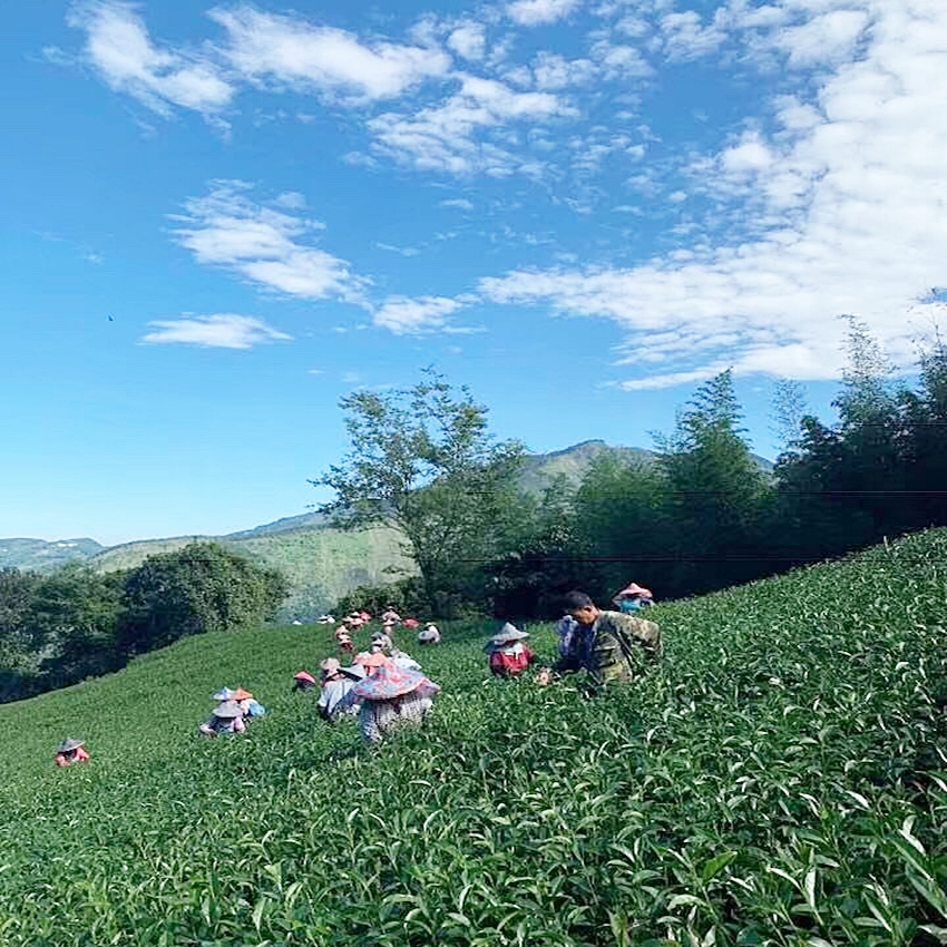 茶園栽培