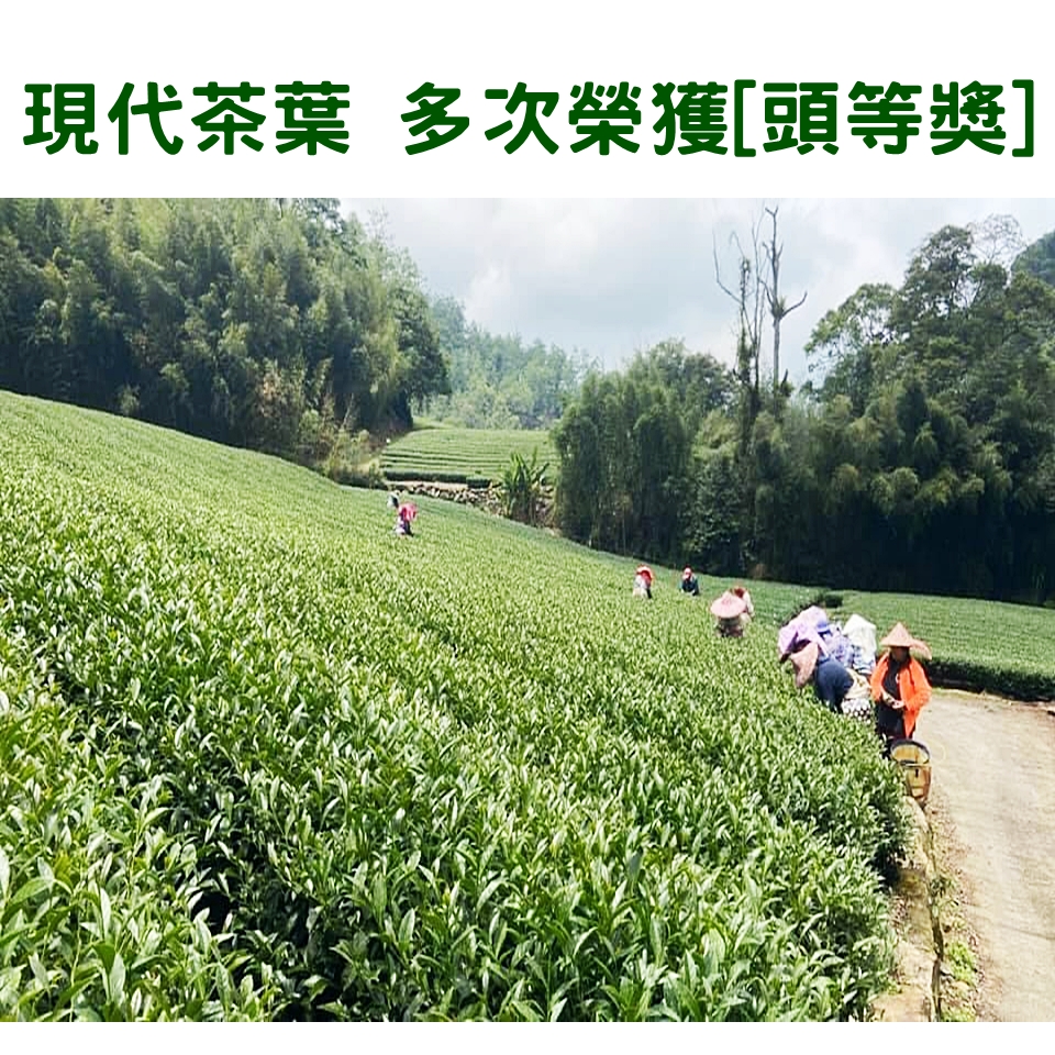 現代茶業冠軍茶
