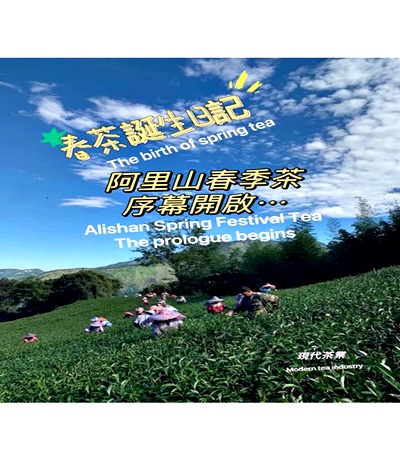 阿里山春季茶序幕開啟