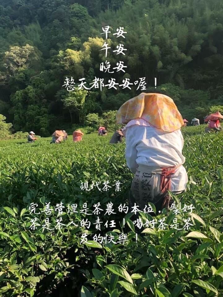 嘉義伴手禮-阿里山茶