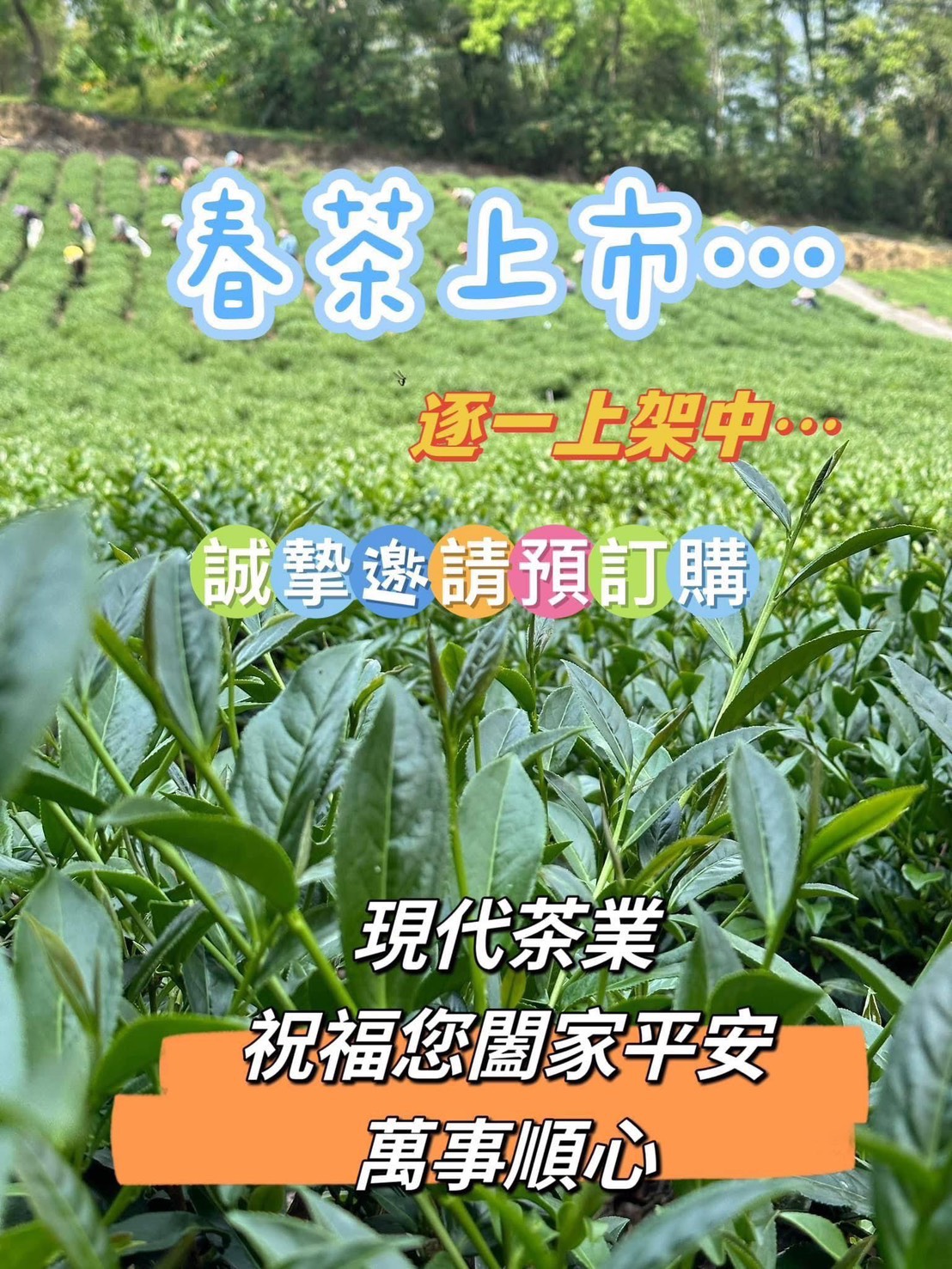 2026年春茶上市歡迎訂購