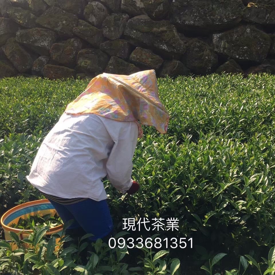 嘉義推薦茶行-現代茶行