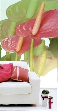 高雄鳳山時尚壁紙公司