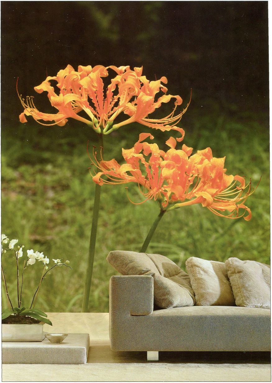 鳳山時尚平價壁紙