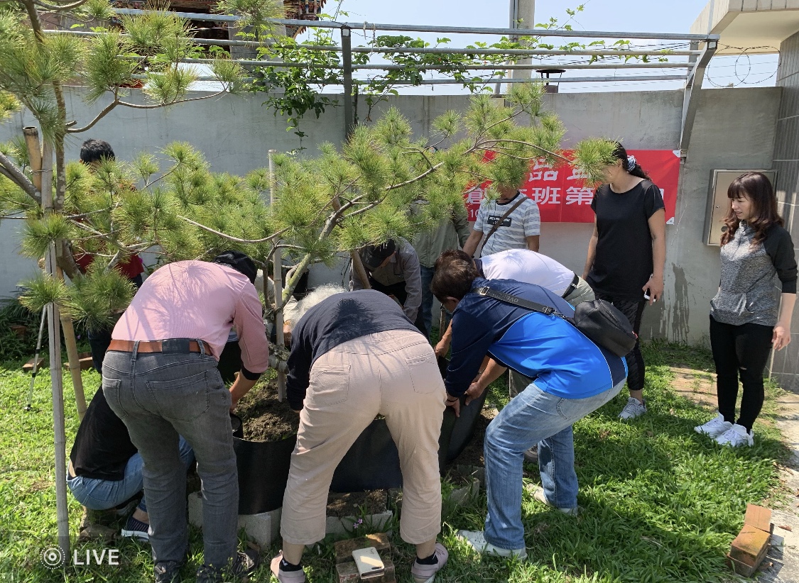 小品盆景創作班