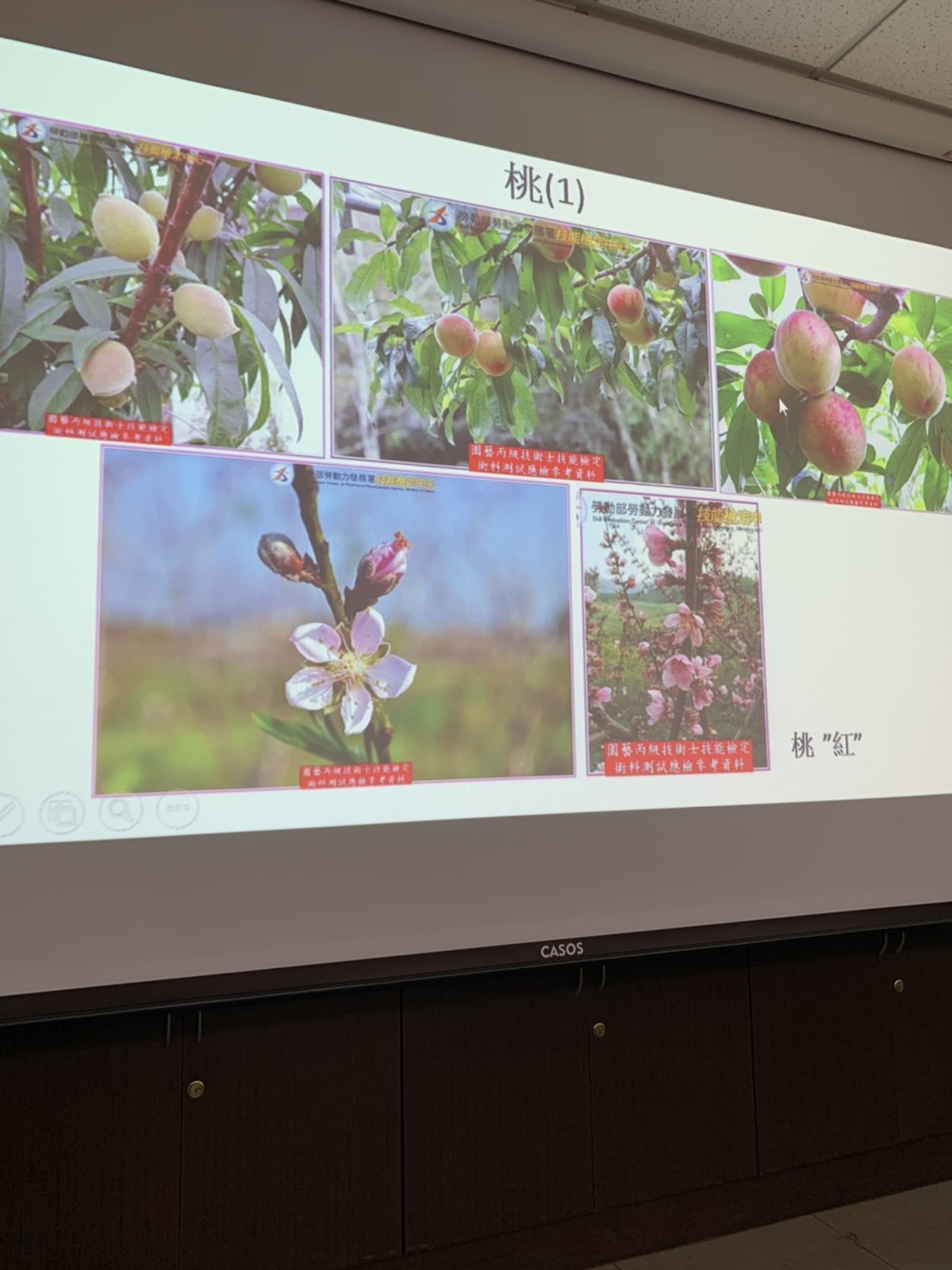 園藝技術果樹類術科資訊