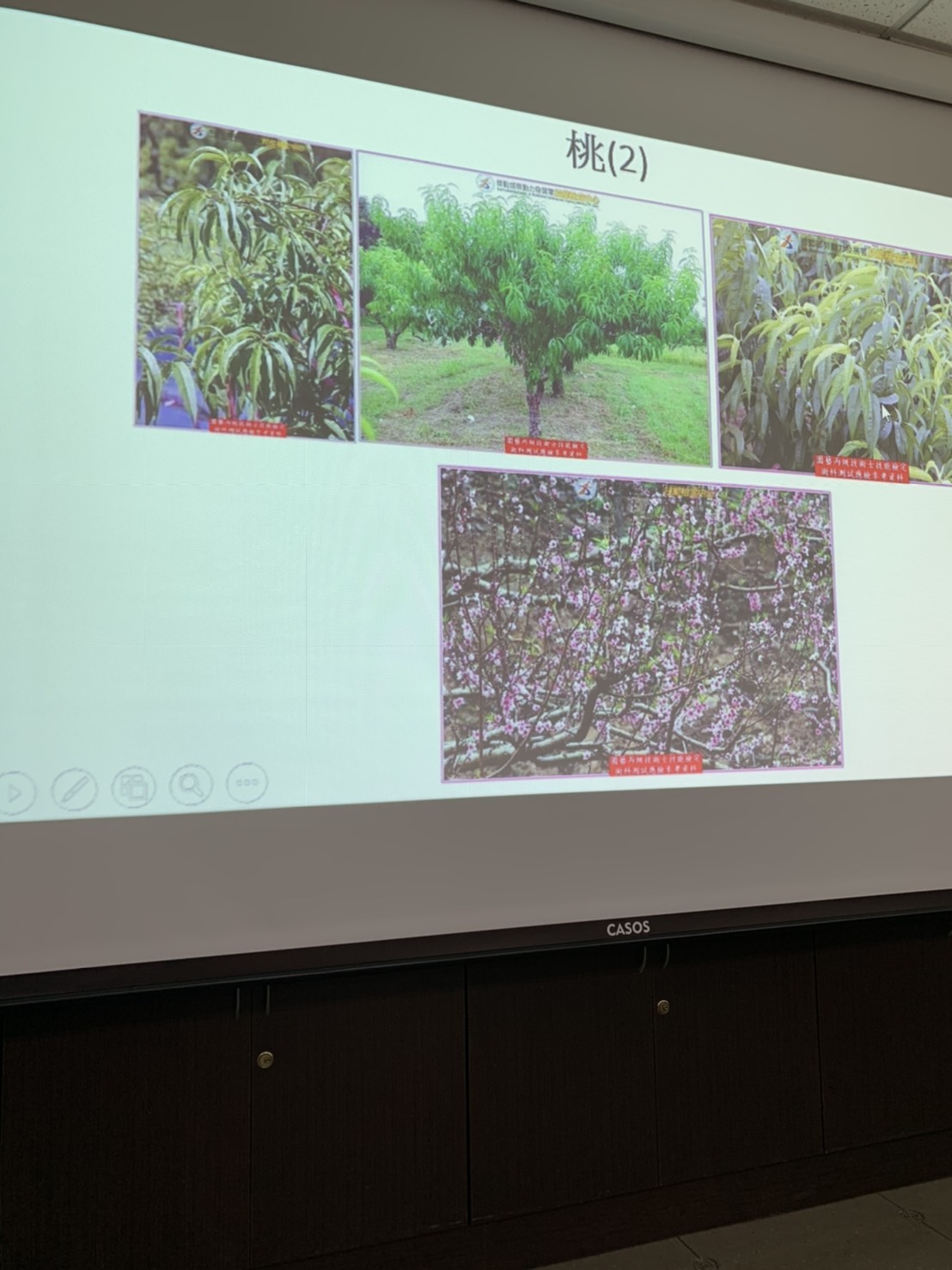 園藝技術果樹類術科資訊