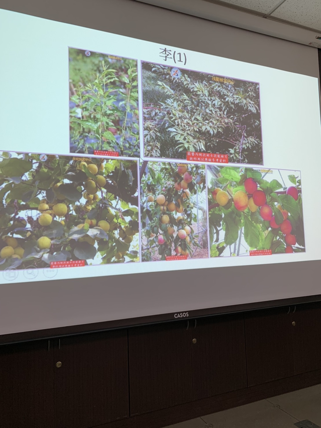 園藝技術果樹類術科資訊