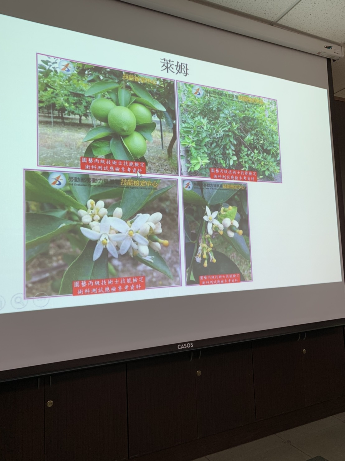 園藝技術果樹類術科資訊