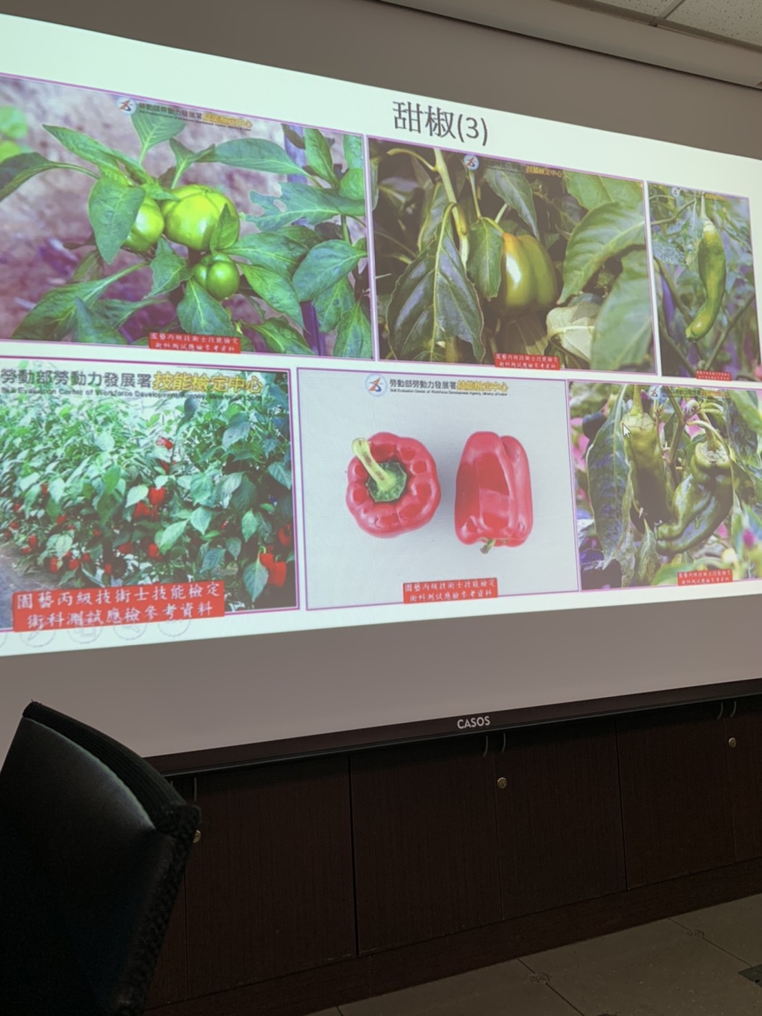 園藝技術果樹類術科資訊