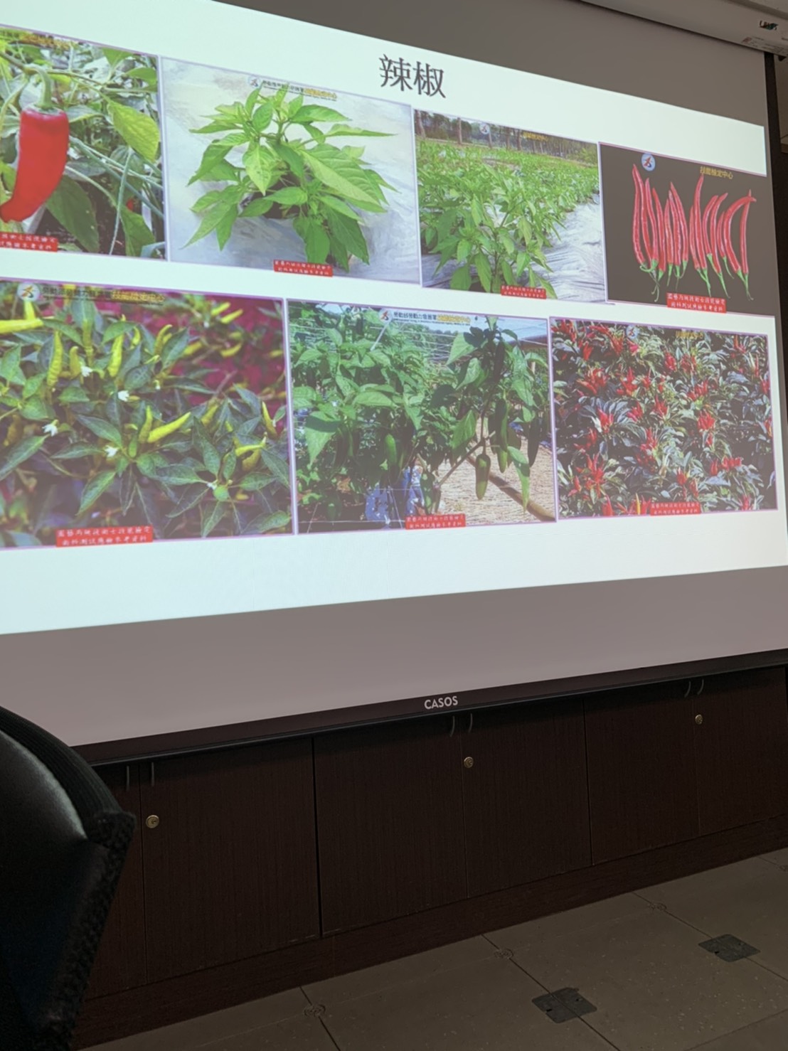 園藝技術果樹類術科資訊