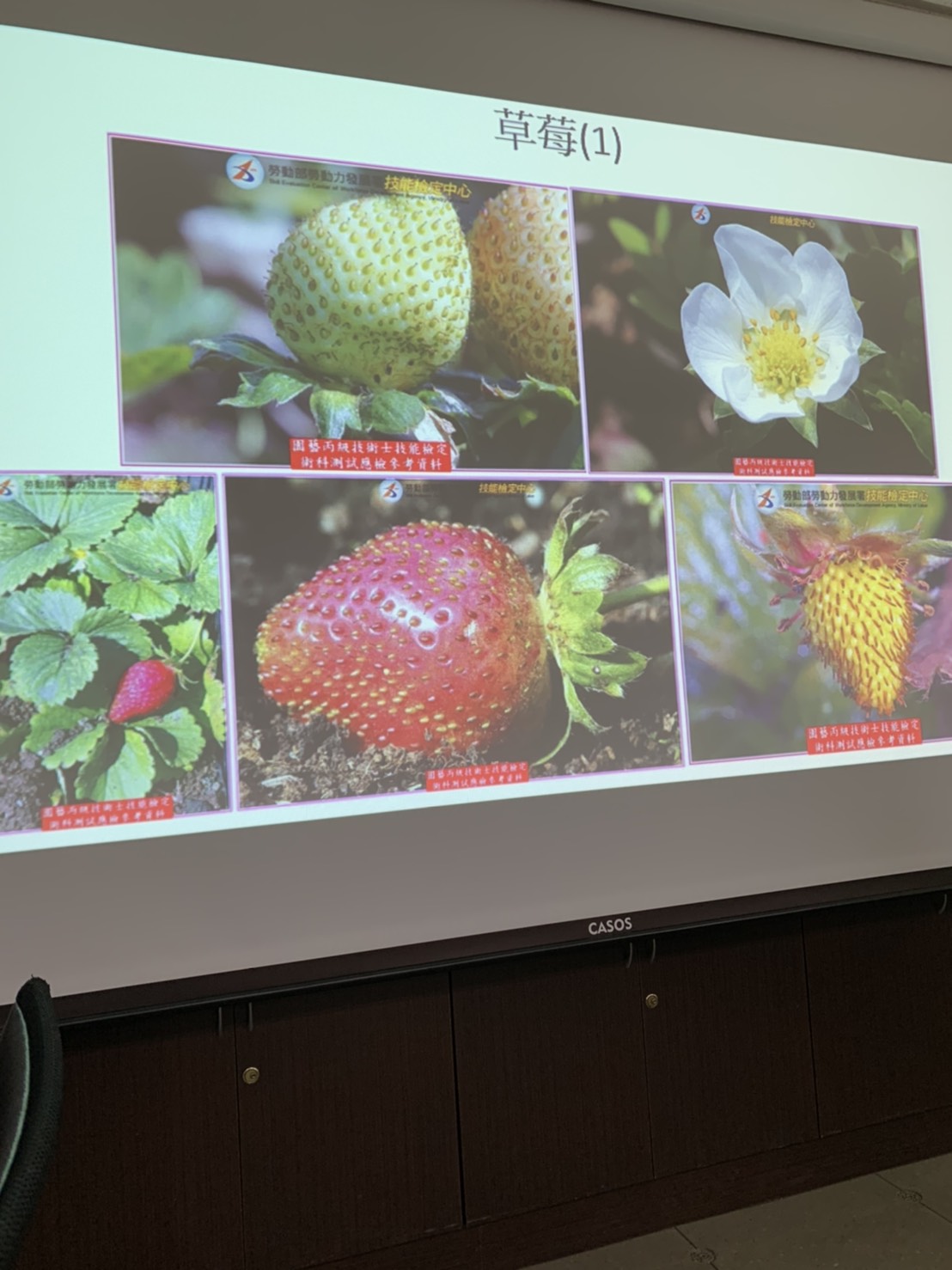 園藝技術果樹類術科資訊