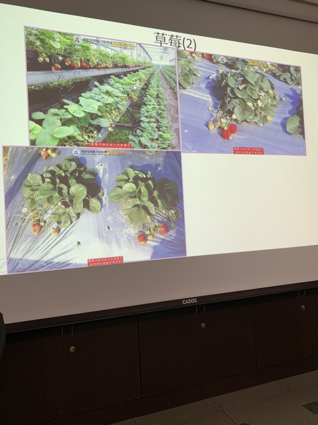 園藝技術果樹類術科資訊