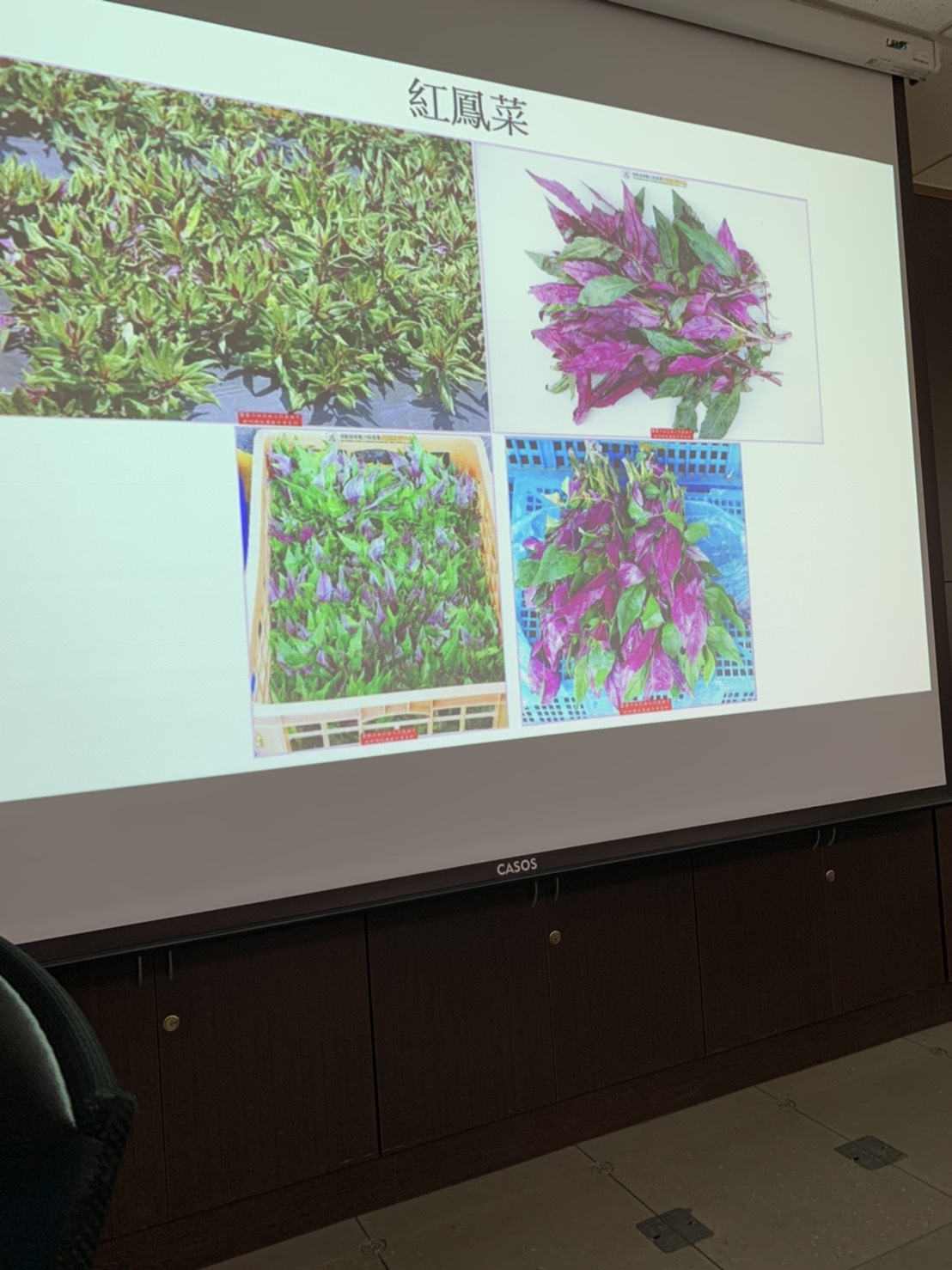 園藝技術果樹類術科資訊