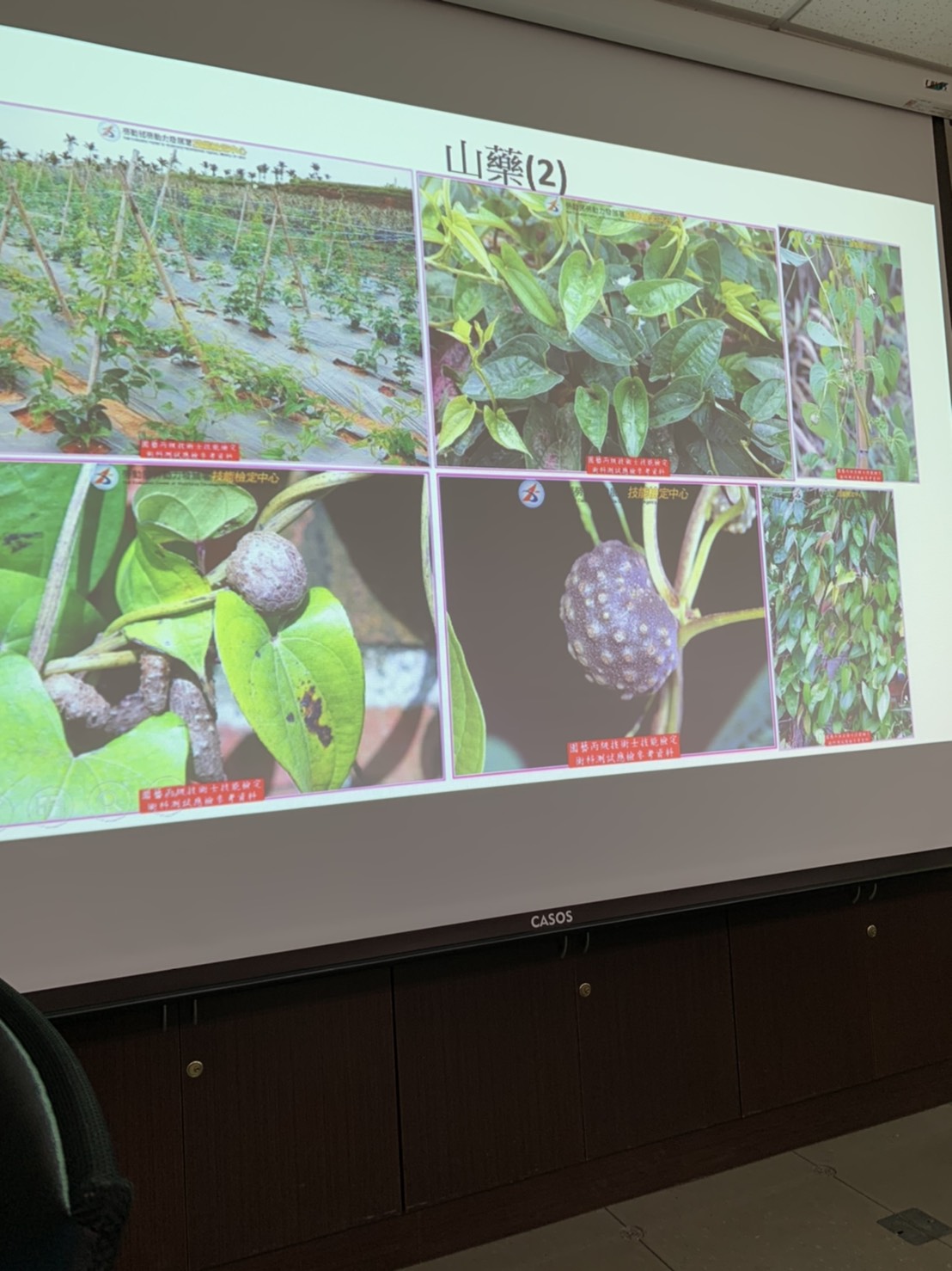 園藝技術果樹類術科資訊