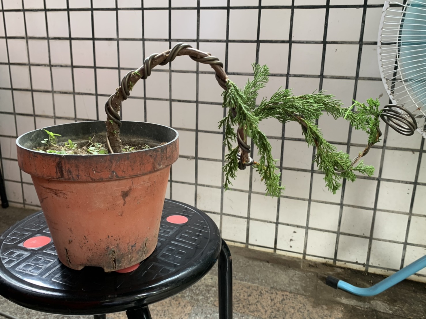 小品盆景創作班