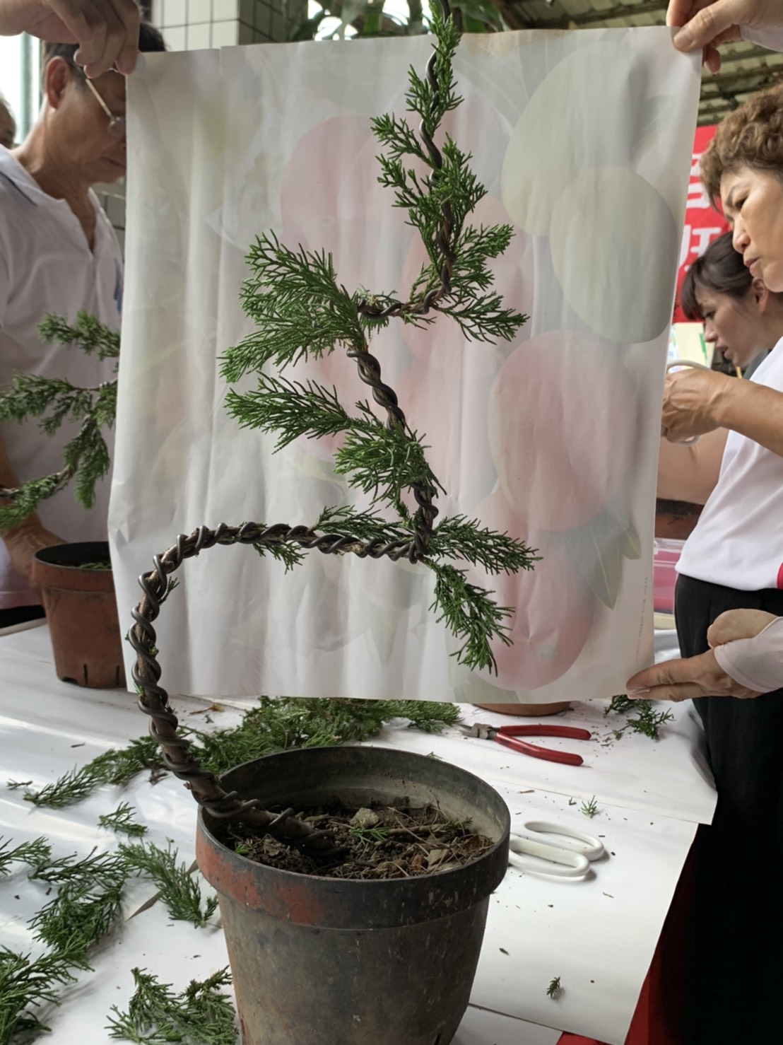 小品盆景創作班