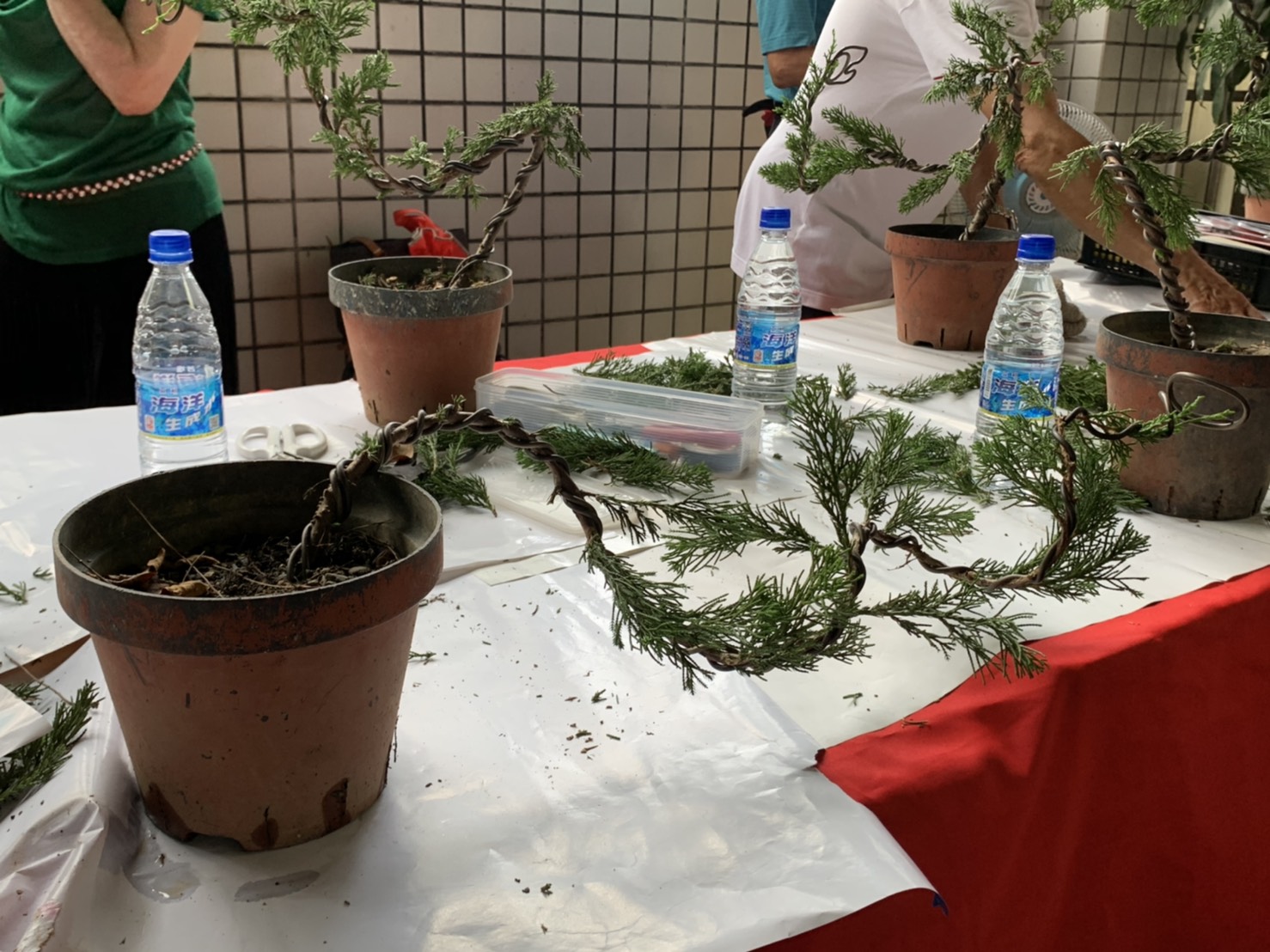 小品盆景創作班