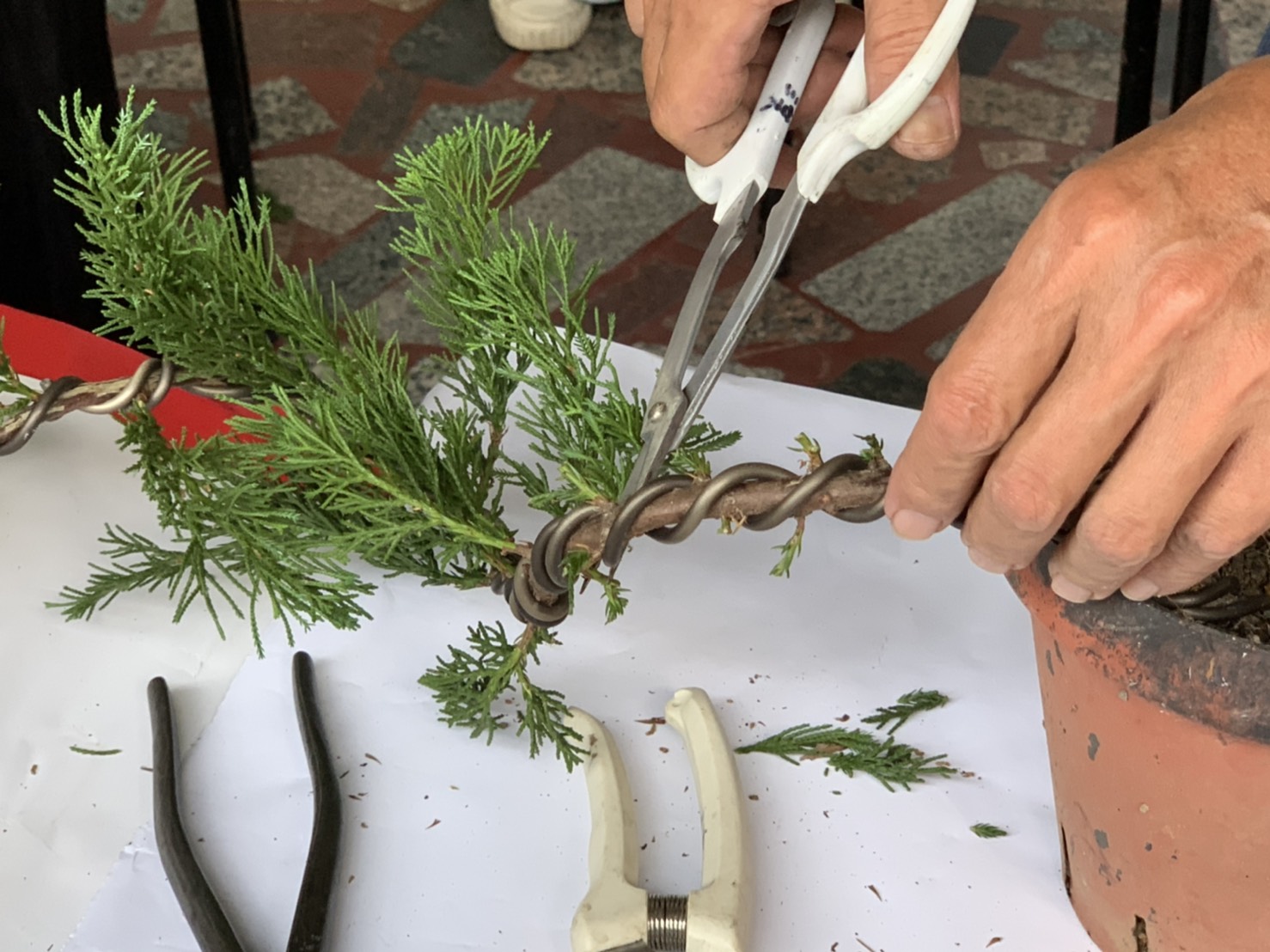 小品盆景創作班