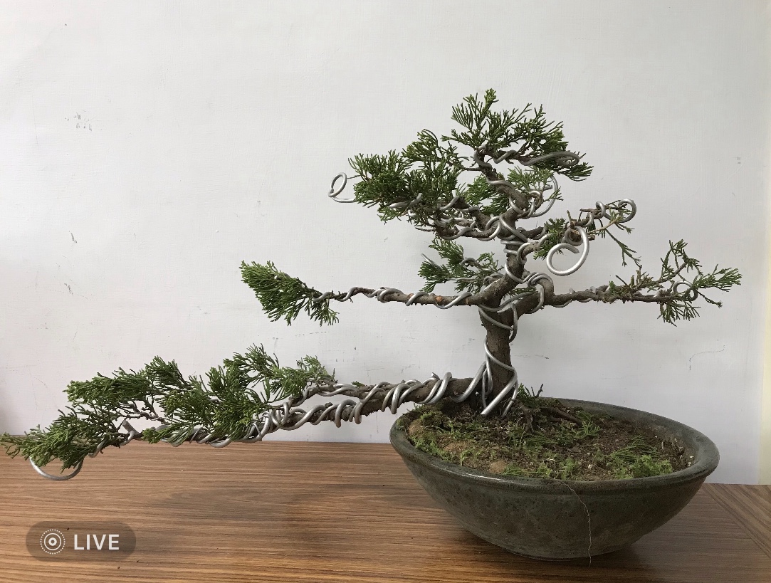 原盆栽作修剪後