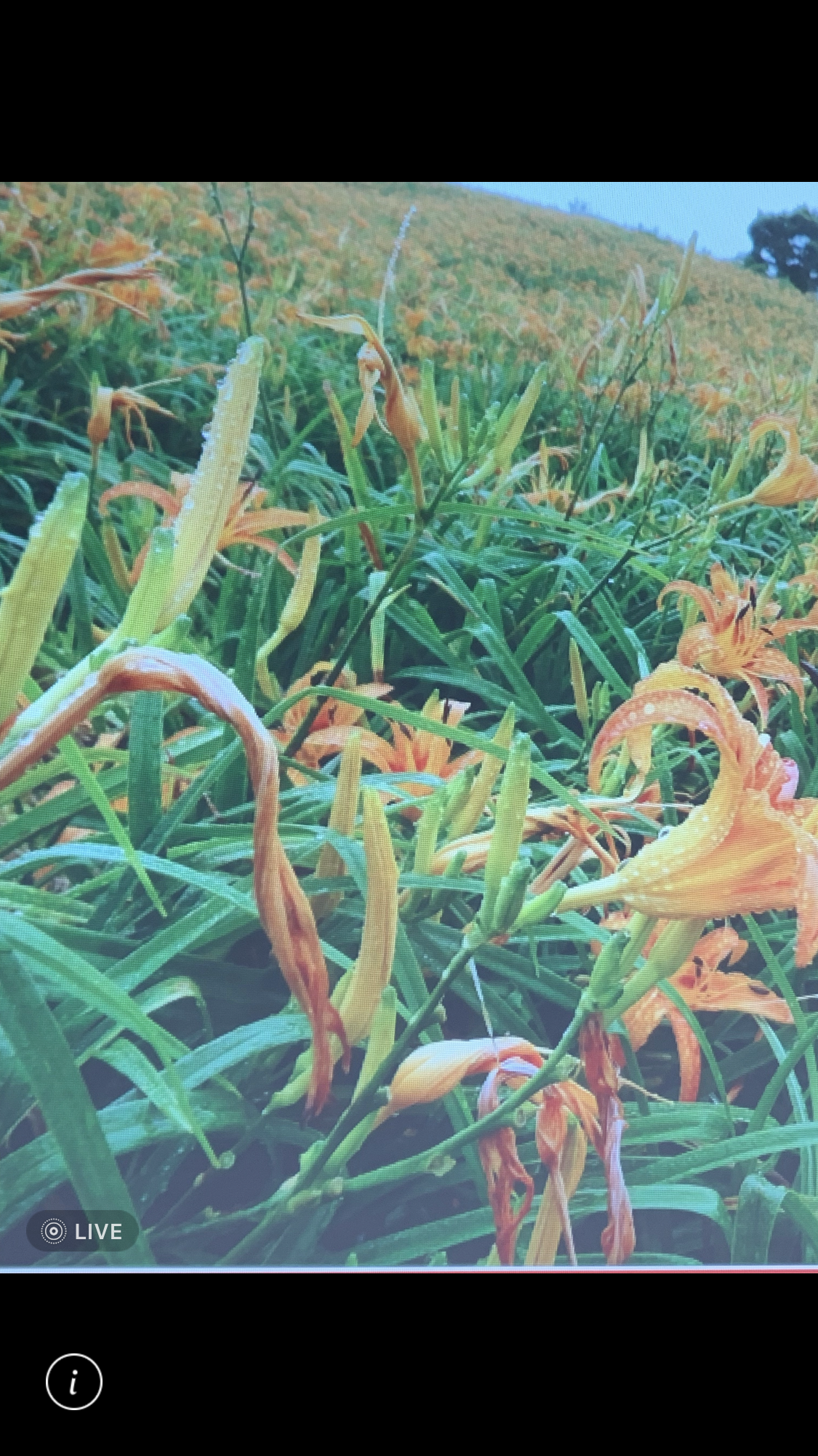 造園景觀訓練班