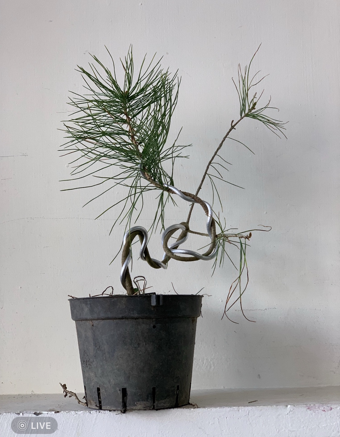 小品盆景創作班.