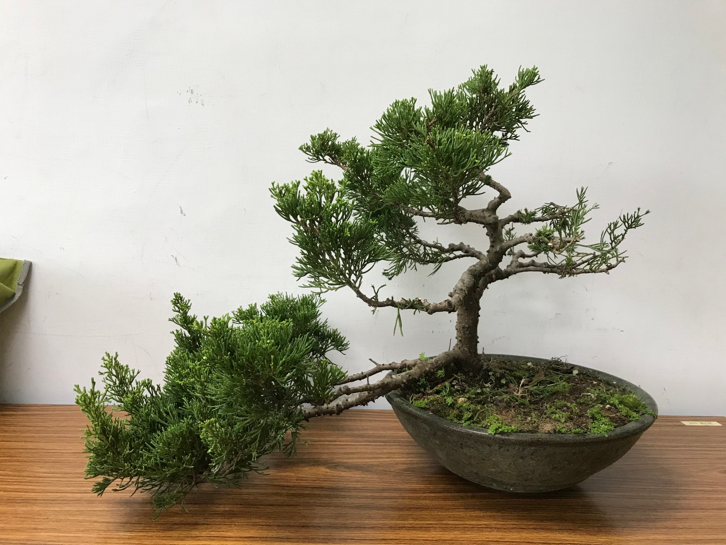 原盆栽作修剪前