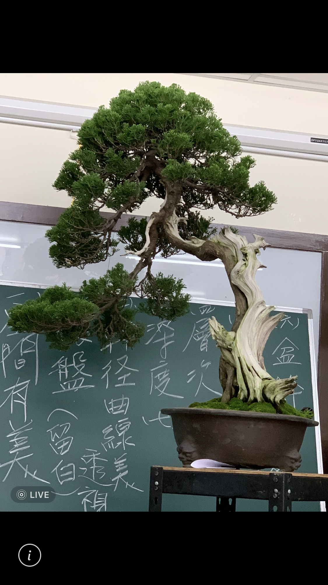 小品盆景創作班