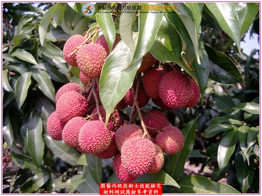 荔枝