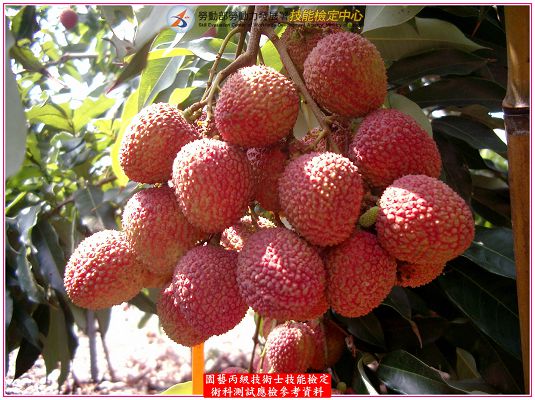 荔枝