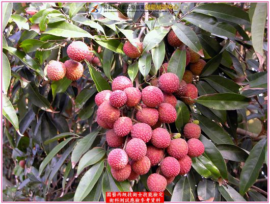 荔枝