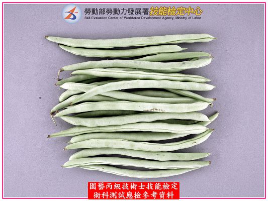 四季豆(敏豆)